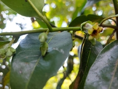 Diospyros nigra