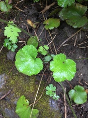 Ozomelis stauropetala