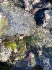 Hemigrapsus oregonensis