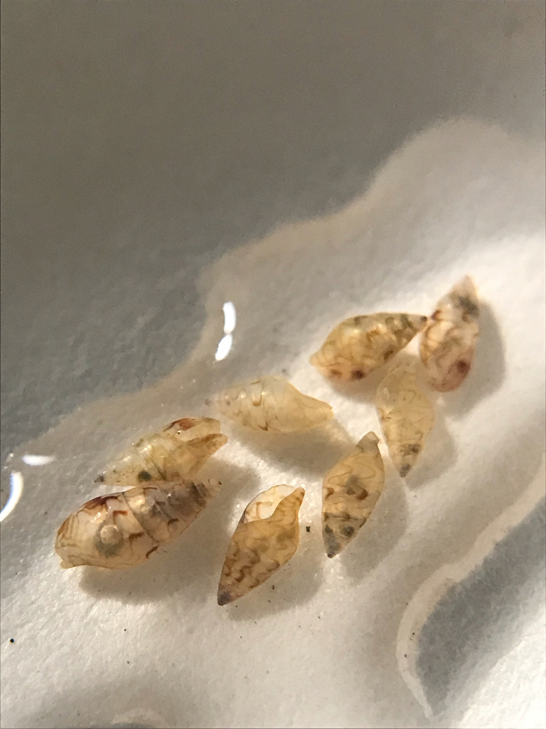 Lunar Dovesnail