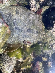 Hemigrapsus oregonensis