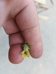 Diospyros nigra