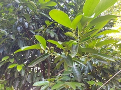 Diospyros nigra