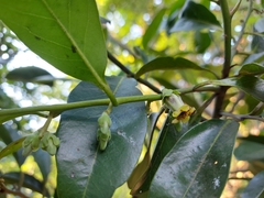 Diospyros nigra