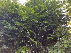 Diospyros nigra