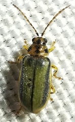 Xanthogaleruca luteola