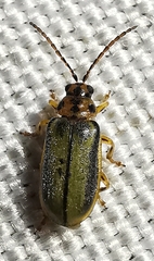 Xanthogaleruca luteola
