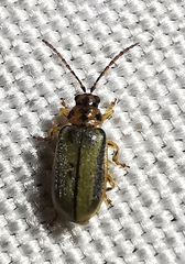 Xanthogaleruca luteola