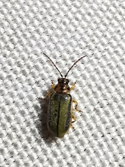 Xanthogaleruca luteola