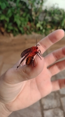 Mazaeras