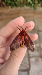 Mazaeras