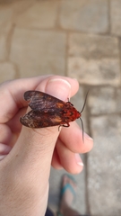 Mazaeras