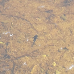 Ambystoma macrodactylum