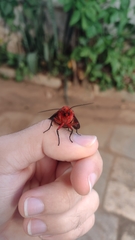 Mazaeras