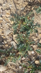 Sibbaldianthe orientalis