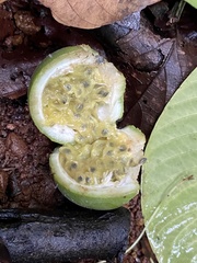 Passiflora platyloba image