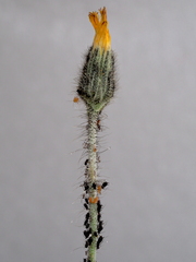 Aphidoletes aphidimyza