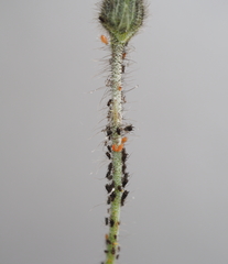 Aphidoletes aphidimyza