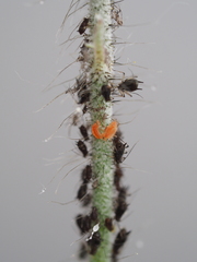 Aphidoletes aphidimyza