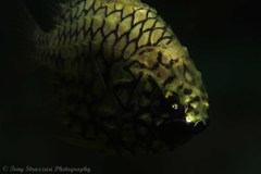 Cleidopus gloriamaris