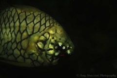 Cleidopus gloriamaris