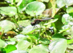 Erythrodiplax cleopatra