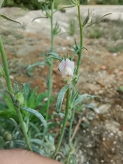Misopates