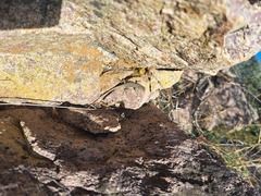 Liolaemus monticola