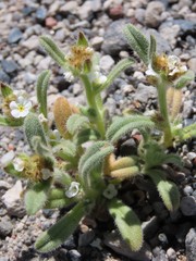 Amsinckiopsis kingii