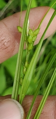 Carex davisii