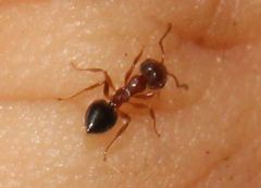 Crematogaster pinicola