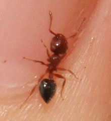 Crematogaster pinicola