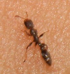 Pseudomyrmex cubaensis