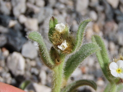 Amsinckiopsis kingii