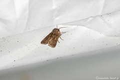 Orthosia populeti