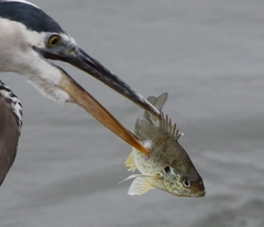 Lepomis microlophus