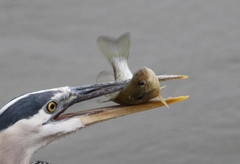 Lepomis microlophus