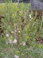 Baccharis dracunculifolia