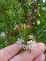 Baccharis dracunculifolia