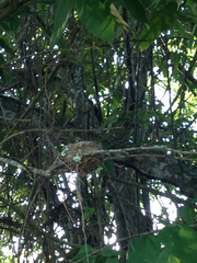 Riccordia ricordii