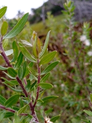 Baccharis dracunculifolia
