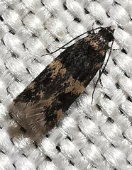 Oegoconia novimundi