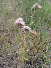Cirsium vulgare
