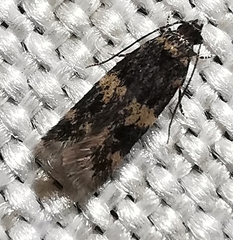 Oegoconia novimundi