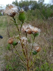 Cirsium vulgare