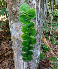 Monstera spruceana