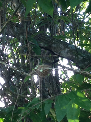 Riccordia ricordii