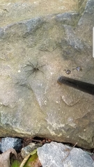 Dolomedes scriptus