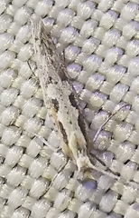 Plutella xylostella