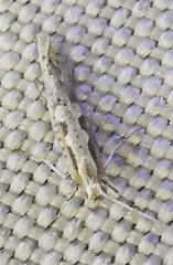 Plutella xylostella